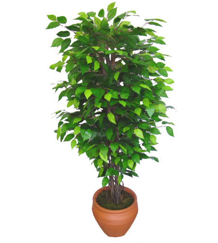 Ficus Benjamin 1,50 cm   Giresun ucuz iek gnder 