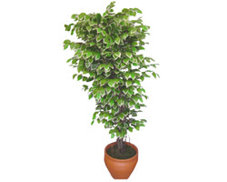 Ficus zel Starlight 1,75 cm   Giresun iek gnderme 