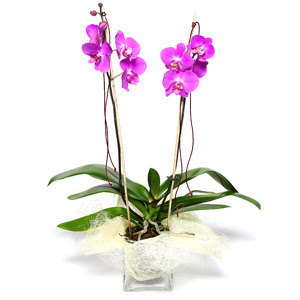  Giresun iek online iek siparii  Cam yada mika vazo ierisinde  1 kk orkide