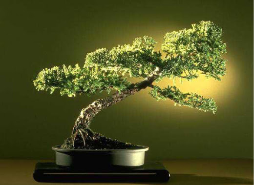 ithal bonsai saksi iegi  Giresun gvenli kaliteli hzl iek 