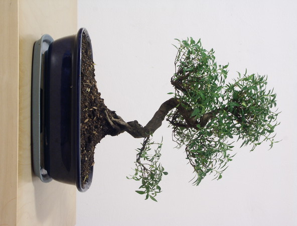 ithal bonsai saksi iegi  Giresun iek gnderme sitemiz gvenlidir 