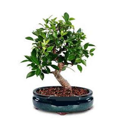 ithal bonsai saksi iegi  Giresun yurtii ve yurtd iek siparii 