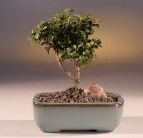  Giresun 14 ubat sevgililer gn iek  ithal bonsai saksi iegi  Giresun online ieki , iek siparii 