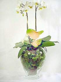  Giresun iek online iek siparii  Cam yada mika vazoda zel orkideler