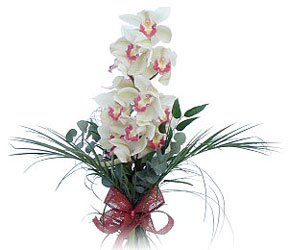  Giresun yurtii ve yurtd iek siparii  Dal orkide ithal iyi kalite