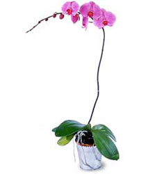  Giresun ieki telefonlar  Orkide ithal kaliteli orkide 