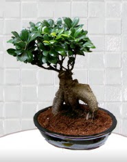 saks iei japon aac bonsai  Giresun iekiler 
