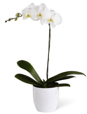 1 dall beyaz orkide  Giresun iek , ieki , iekilik 