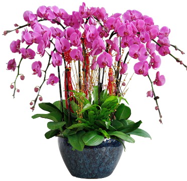 9 dallı mor orkide  Giresun çiçek , çiçekçi , çiçekçilik 