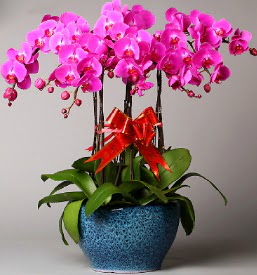 7 dall mor orkide  Giresun ieki maazas 
