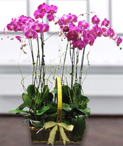 4 dall mor orkide  Giresun internetten iek siparii 
