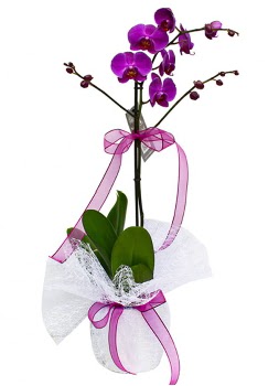 Tek dall mor orkide  Giresun hediye sevgilime hediye iek 