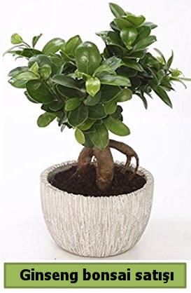 Ginseng bonsai japon aac sat  Giresun hediye sevgilime hediye iek 