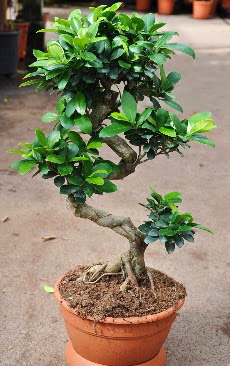 Orta boy bonsai saks bitkisi  Giresun nternetten iek siparii 