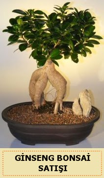 thal Ginseng bonsai sat japon aac  Giresun yurtii ve yurtd iek siparii 
