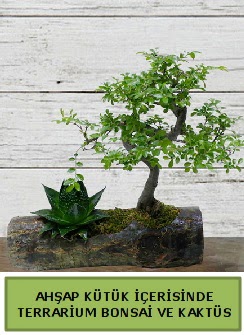 Ahap ktk bonsai kakts teraryum  Giresun nternetten iek siparii 