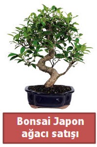 Japon aac bonsai sat  Giresun yurtii ve yurtd iek siparii 