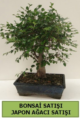Minyatr bonsai japon aac sat  Giresun uluslararas iek gnderme 