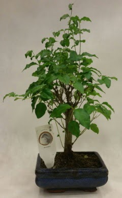 Minyatr bonsai japon aac sat  Giresun hediye sevgilime hediye iek 