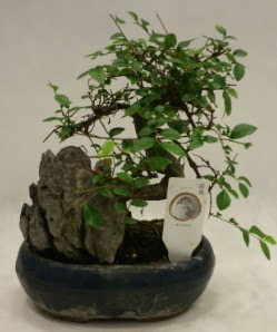 thal 1.ci kalite bonsai japon aac  Giresun iek online iek siparii 