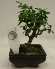 Kk minyatr bonsai japon aac  Giresun anneler gn iek yolla 