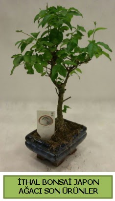 thal bonsai japon aac bitkisi  Giresun hediye iek yolla 