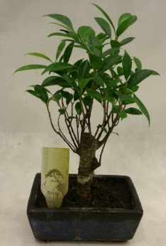 Japon aac bonsai bitkisi sat  Giresun hediye sevgilime hediye iek 