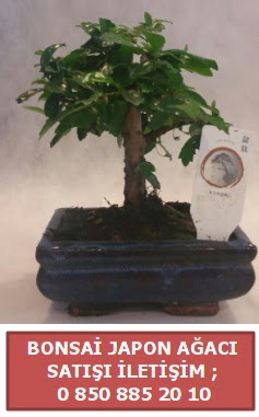 Japon aac minyar bonsai sat  Giresun iek online iek siparii 