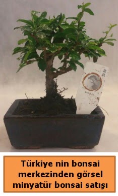 Japon aac bonsai sat ithal grsel  Giresun 14 ubat sevgililer gn iek 