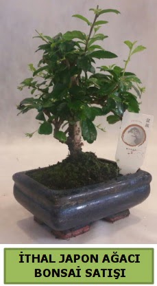 thal japon aac bonsai bitkisi sat  Giresun hediye sevgilime hediye iek 