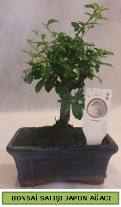 Minyatr bonsai aac sat  Giresun anneler gn iek yolla 