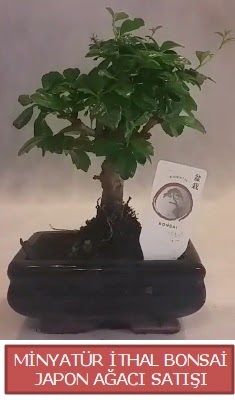 Kk grsel bonsai japon aac bitkisi  Giresun iek servisi , ieki adresleri 
