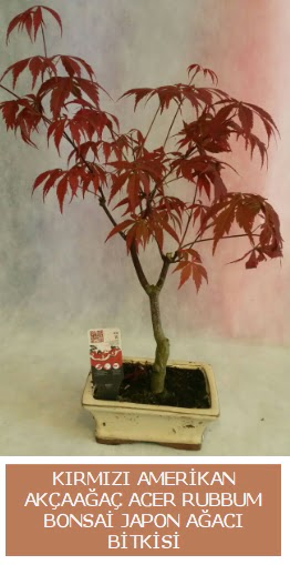 Amerikan akaaa Acer Rubrum bonsai  Giresun iek sat 