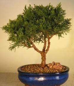 Servi am bonsai japon aac bitkisi  Giresun 14 ubat sevgililer gn iek 