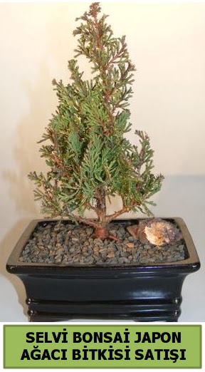 Selvi am japon aac bitkisi bonsai  Giresun hediye sevgilime hediye iek 