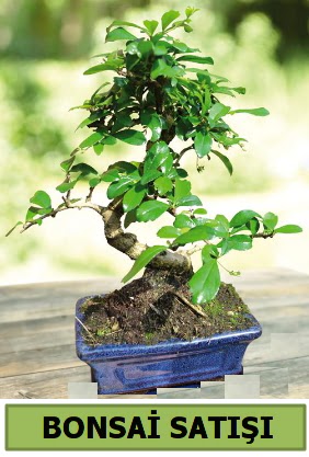 am bonsai japon aac sat  Giresun iek online iek siparii 