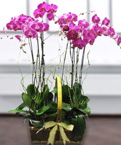 7 dall mor lila orkide  Giresun uluslararas iek gnderme 