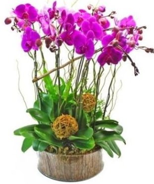Ahap ktkte lila mor orkide 8 li  Giresun online ieki , iek siparii 