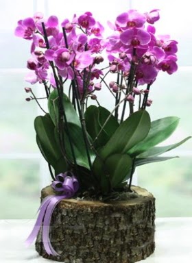 Ktk ierisinde 6 dall mor orkide  Giresun iek maazas , ieki adresleri 
