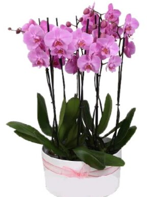 Beyaz seramik ierisinde 7 dall mor orkide  Giresun hediye sevgilime hediye iek 