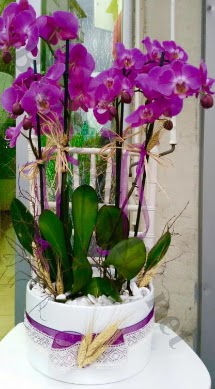 Seramik vazoda 4 dall mor lila orkide  Giresun iek yolla 