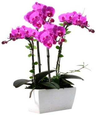 Seramik vazo ierisinde 4 dall mor orkide  Giresun iek online iek siparii 