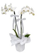 2 dall beyaz orkide  Giresun internetten iek siparii 