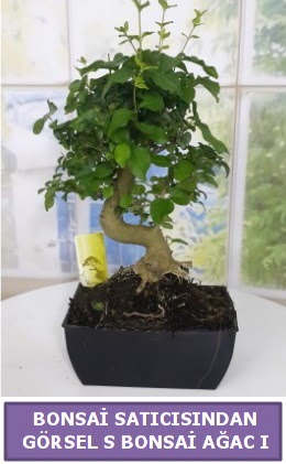 S dal erilii bonsai japon aac  Giresun iek online iek siparii 