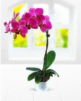 Tek dall mor orkide  Giresun iek online iek siparii 