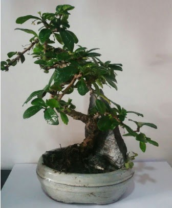 S eklinde ithal bonsai aac  Giresun 14 ubat sevgililer gn iek 