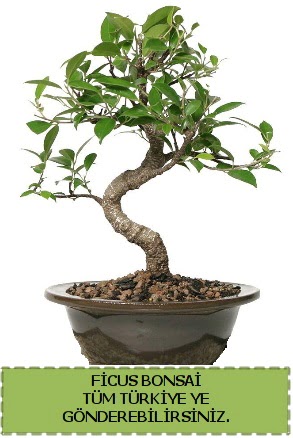 Ficus bonsai  Giresun uluslararas iek gnderme 