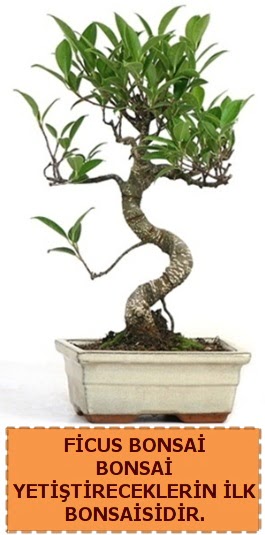 Ficus bonsai 15 ile 25 cm arasndadr  Giresun 14 ubat sevgililer gn iek 