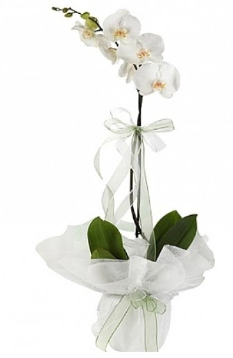 Tekli Beyaz Orkide  Giresun kaliteli taze ve ucuz iekler 