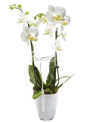 2 dall beyaz seramik beyaz orkide sakss  Giresun uluslararas iek gnderme 